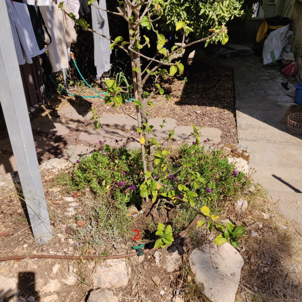 Hibiscus_near_steps